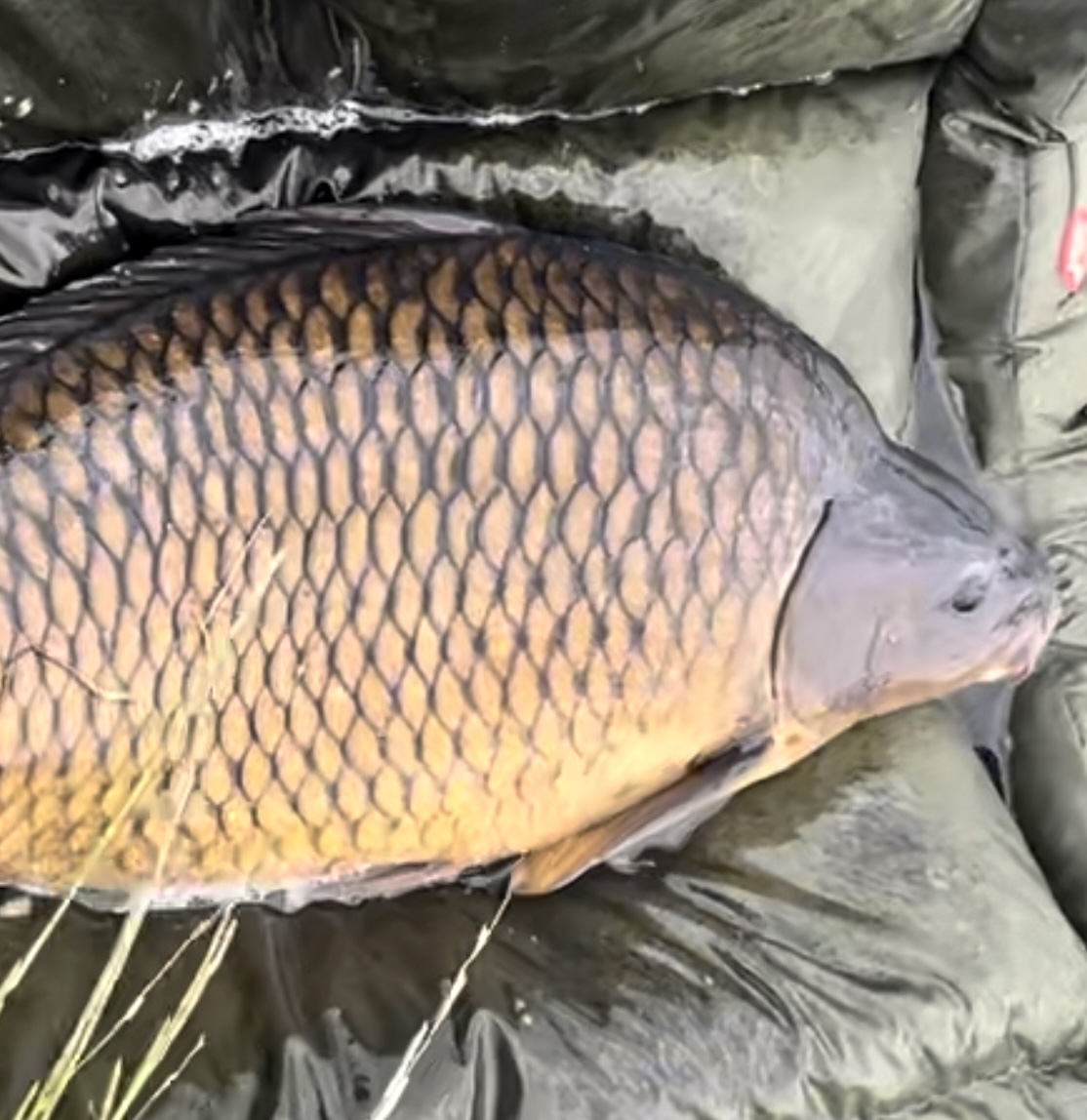 A common on its way back to the water. 