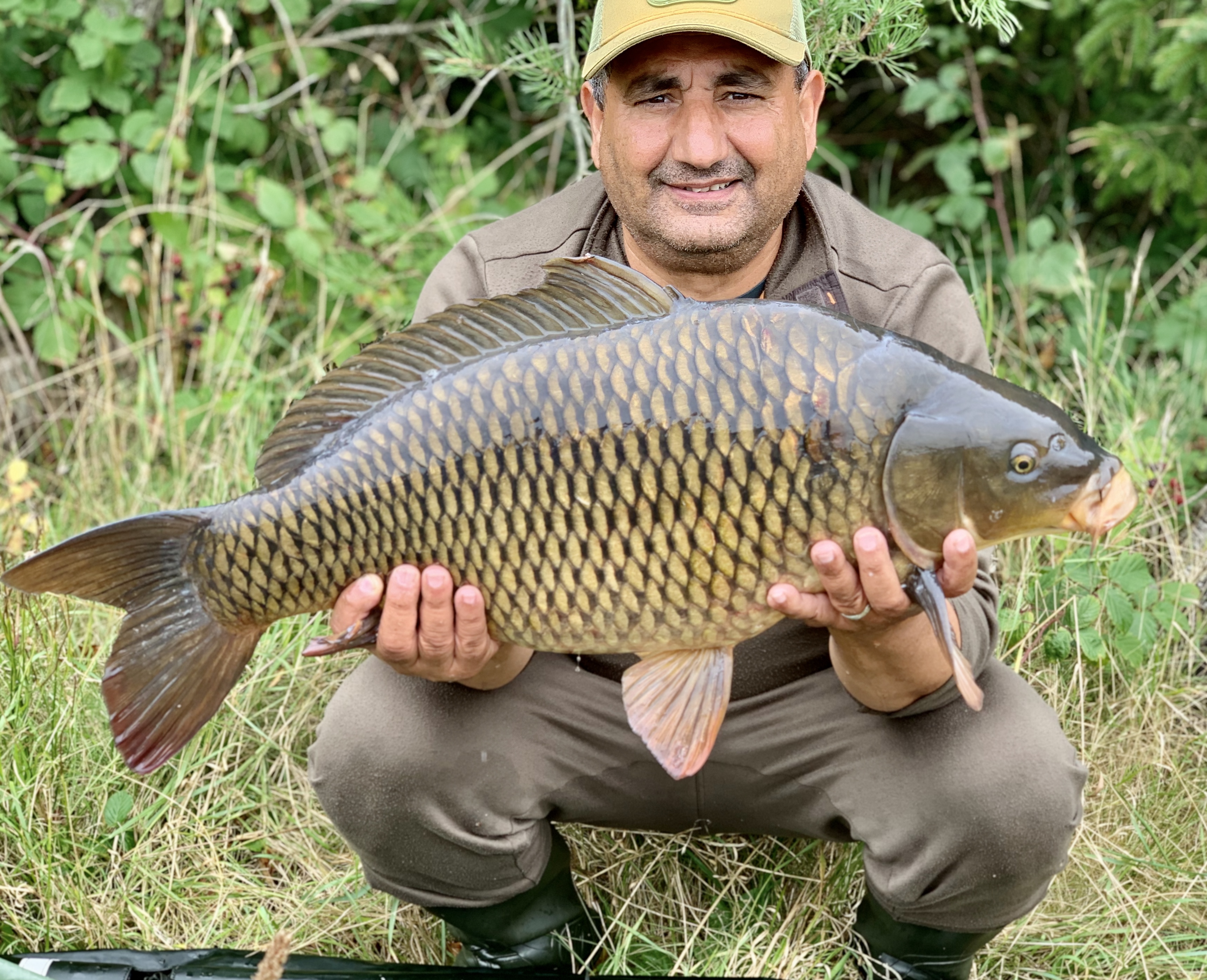 An almost perfect common carp. 