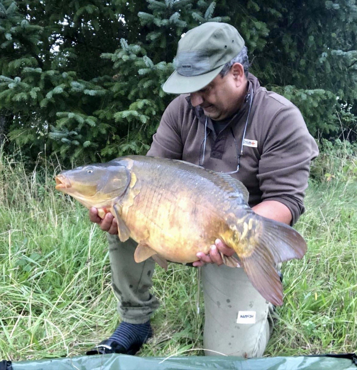 A figthing mirror carp. 
